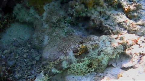 Large Crocodilefish Resting on a Rock Under Coral 스톡 동영상 343728138