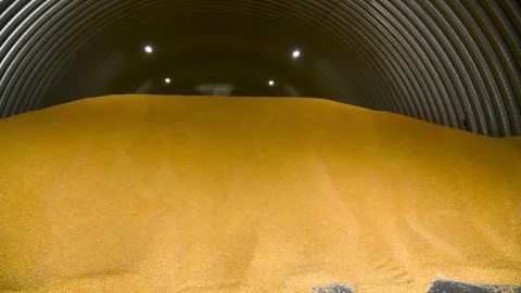 A large crop of corn grains is stored in an agricultural warehouse. Vidéo 331206201