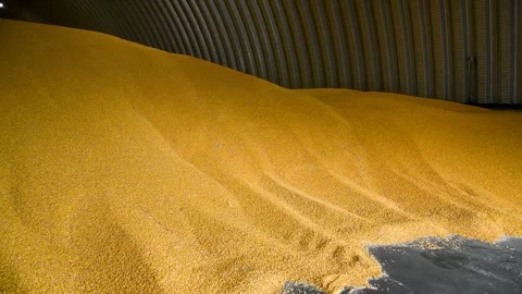 A large crop of corn grains is stored in an agricultural warehouse. Video stock 339764973