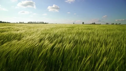 A large crop of grain. Green fields of wheat are earing from the wind. Stock Footage 135870092