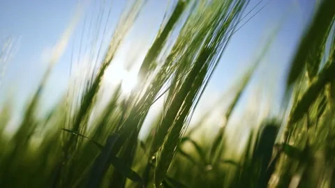 A large crop of grain. Green fields of wheat are earing from the wind. Stock Footage