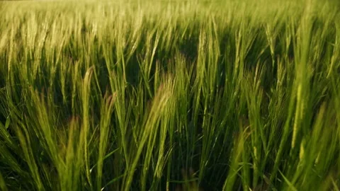 A large crop of grain. Green fields of wheat are earing from the wind. Stock-Footage 154158543