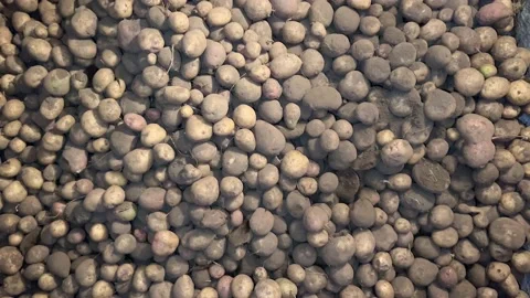 A large crop of potatoes has been harvested in the field Video stock 208953939