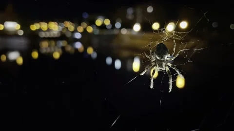 A large cross orb-weaver spider sits on its web against the backdrop of city Stock Footage 313146268