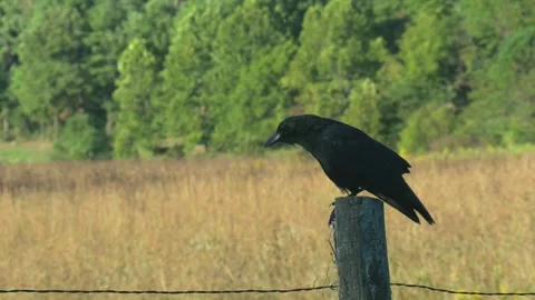 Large crow Stock Footage 216910404
