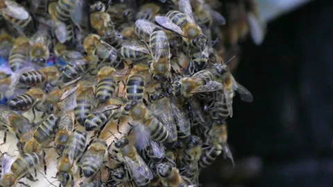 A large crowd of bees Stock Footage 123571197