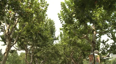 Large crowd dancing under trees 10 Stock Footage 37704673