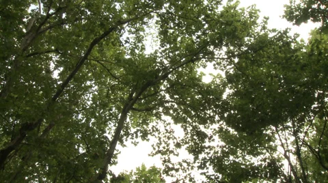 Large crowd dancing under trees 1 Stock Footage 37704770