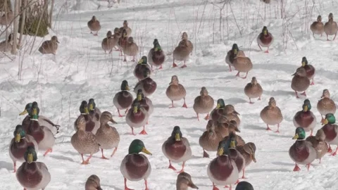 Large crowd of malard ducks running through the snow Stock Footage 261427498