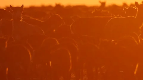 Large crowd of saigas graze at the sunset Stock Footage 269059295