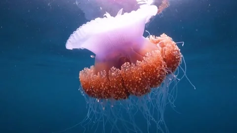 Large crown jellyfish bobbing at the surface Stock Footage 130238762