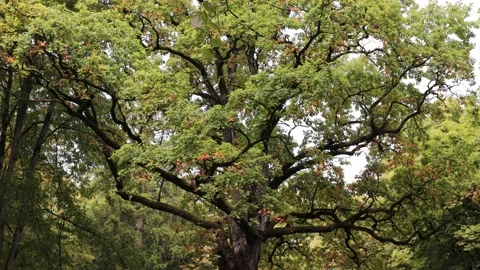 Large crown of an oak tree in rainy day Stock Footage 211816348