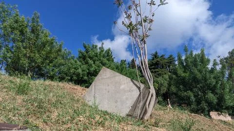 A large cube of concrete slid down the ground and rested against the tree, and Stock Photos