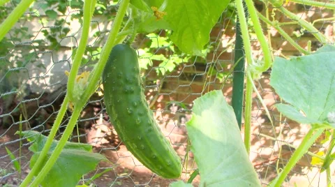 Large Cucumber Growing on the Vine Stock Footage 61236869