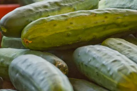 Large Cucumbers Stock Photos