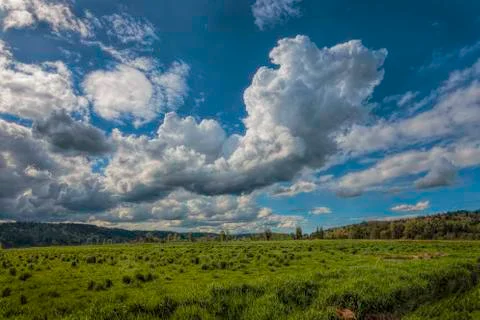 Large Cumulus Clouds in a bright blue sky over a lush green pasture.  Stock Photos