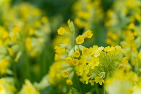 Large-cup primrose lat. Primula macrocalyx is a perennial herbaceous plant, a Stock Photos