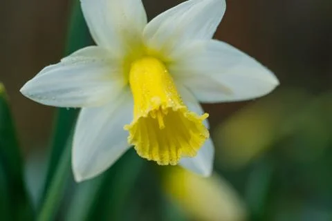Large-cupped Daffodil with dew 스톡 사진