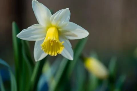 Large-cupped Daffodil 库存照片