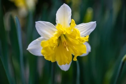 Large-cupped Daffodil 스톡 사진
