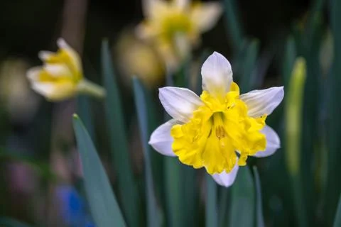 Large-cupped Daffodil 스톡 사진