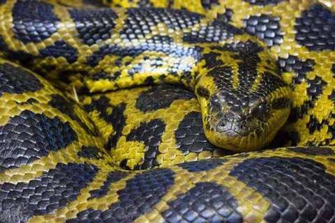 Large Curled Burmese Python Snake (Python bivittatus) Stock Photos