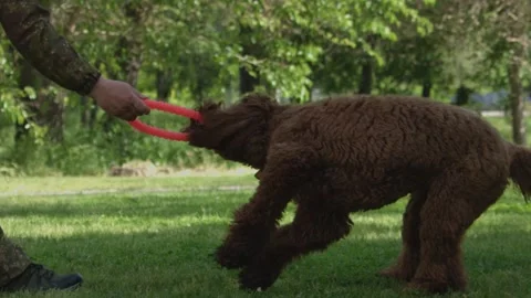 A large curly-haired dog is pulling a toy. Labradoodle Stock Footage 161503075