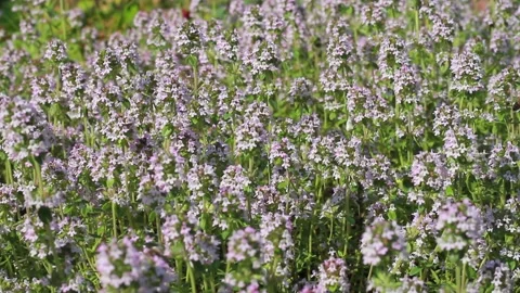 Large curtain of garden thyme Stock Footage 164116369