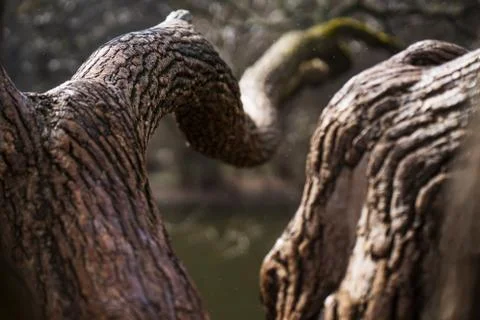 Large curved tree branches Stock Photos