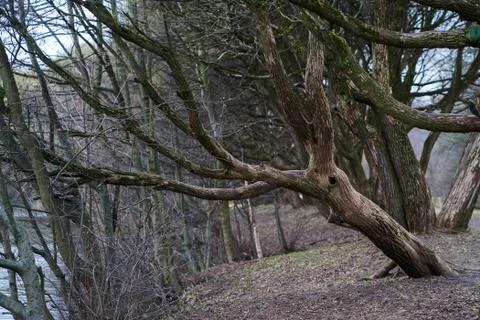 Large curved tree branches Stock Photos