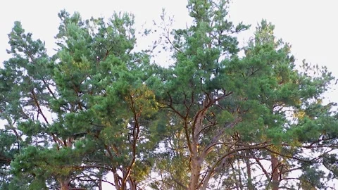 Large curves of pine trees sway in the wind at the edge of the forest. Panorama  Stock Footage 132986149