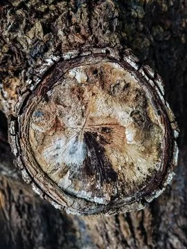 Large cut branch mark. Cut tree branch showing fresh cut point. Large twig .. Stock Photos