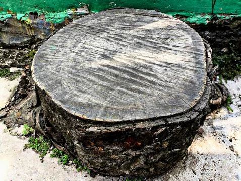 Large cut down tree trunk with roots in the ground Stock Photos