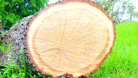 Large cut log cross section showing rings in green meadow 스톡 동영상 333345886