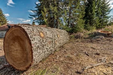 Large cut tree Stock Photos