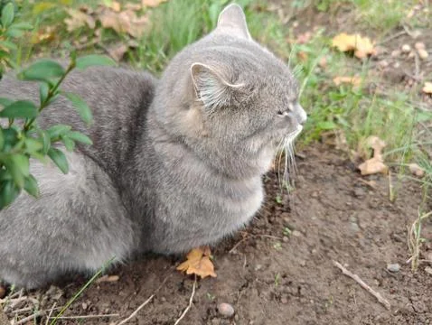 A large, cute gray cat Stock Photos
