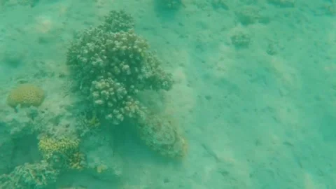 Large Cuttlefish Foraging Around Coral Reef, Searching for Food, Marsa Alam, Egy Vídeo Stock 342806552