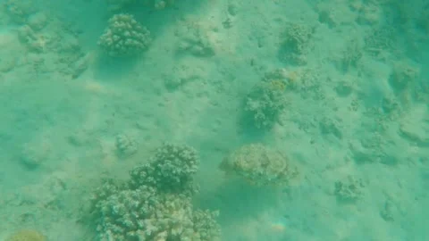 Large Cuttlefish Foraging Around Coral Reef, Searching for Food, Marsa Alam, Egy 動画素材 342806587