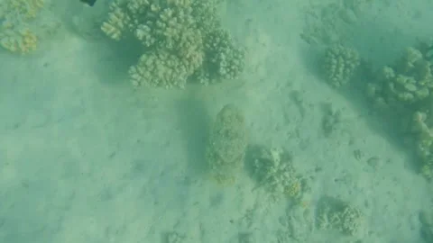 Large Cuttlefish Foraging Around Coral Reef, Searching for Food, Marsa Alam, Egy Video stock 342806588