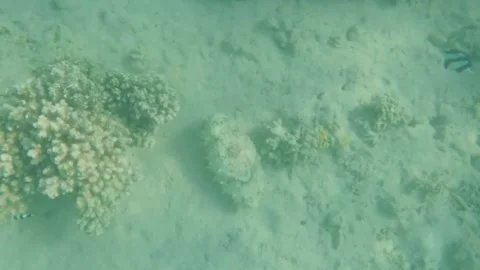 Large Cuttlefish Foraging Around Coral Reef, Searching for Food, Marsa Alam, Egy Stock-Footage 342806590