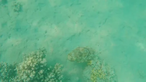 Large Cuttlefish Foraging Around Coral Reef, Searching for Food, Marsa Alam, Egy Stockbeeldmateriaal 342806597