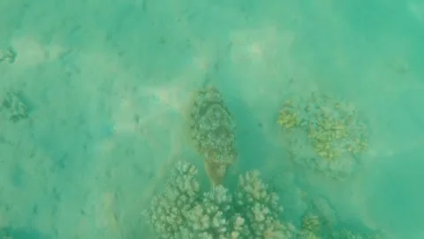 Large Cuttlefish Foraging Around Coral Reef, Searching for Food, Marsa Alam, Egy 動画素材 342806622