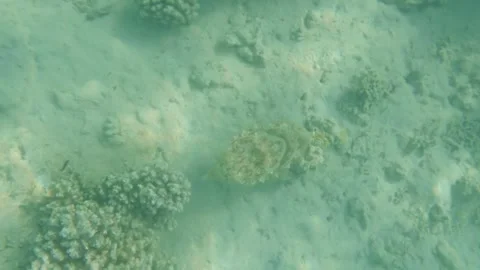 Large Cuttlefish Foraging Around Coral Reef, Searching for Food, Marsa Alam, Egy 動画素材 342806921
