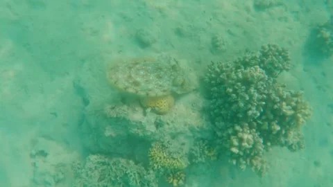 Large Cuttlefish Foraging Around Coral Reef, Searching for Food, Marsa Alam, Egy Vídeo Stock 342806925
