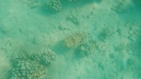 Large Cuttlefish Foraging Around Coral Reef, Searching for Food, Marsa Alam, Egy 動画素材 342807004