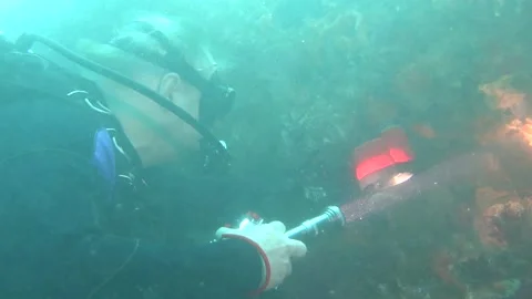 Large Cuttlefish winter dive Rottnest WA Stock Footage 133413472