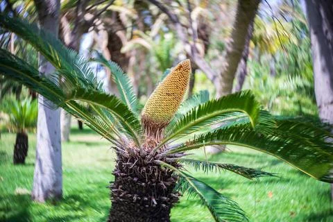 A large cycas under development. Center focus, swirling bokeh. Stock Photos
