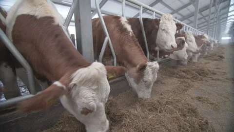Large dairy farm Stock Footage 236347493