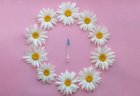 Large daisies are lined up in a circle on a pink background around the syring Fotos Stock