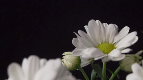 Large daisies on black background Video stock 137168888